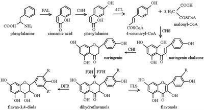 A review: The nutrition components, active substances and flavonoid accumulation of Tartary buckwheat sprouts and innovative physical technology for seeds germinating